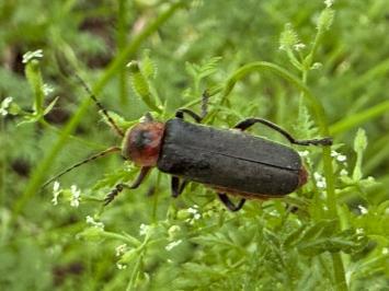 <i>Cantharis rustica</i>