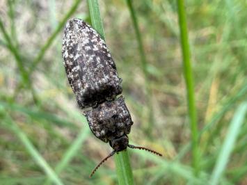 <i>Agrypnus murinus</i>