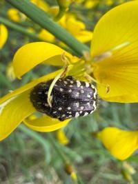 <i>Oxythyrea funesta</i>