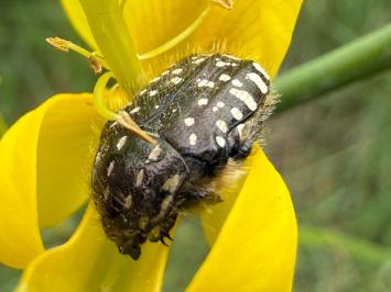 <i>Oxythyrea funesta</i>