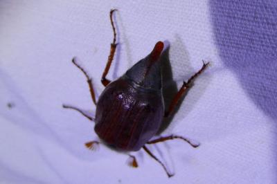 <i>Melolontha melolontha</i>