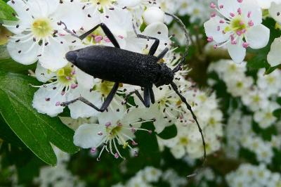 <i>Cerambyx scopolii</i>