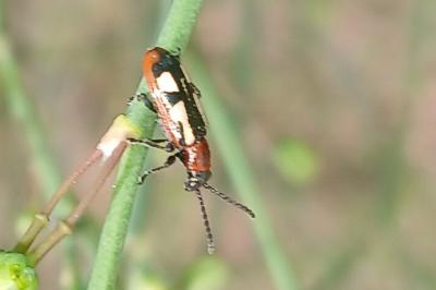 <i>Crioceris asparagi</i>
