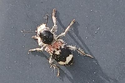 <i>Clerus mutillarius</i>