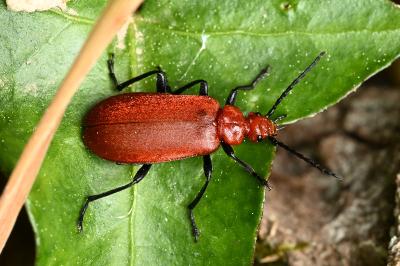 <i>Pyrochroa serraticornis</i>