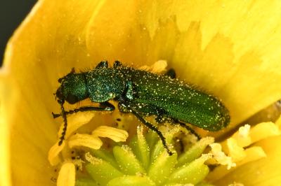 <i>Psilothrix viridicoerulea</i>