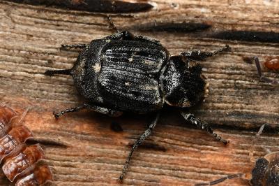 <i>Valgus hemipterus</i>