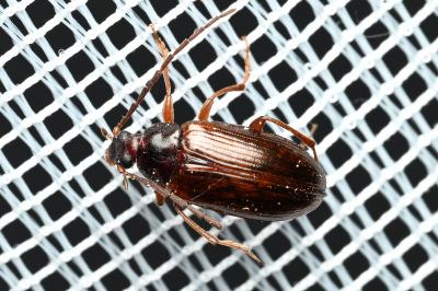 <i>Gonodera luperus</i>