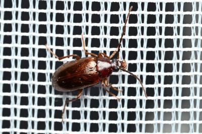 <i>Gonodera luperus</i>