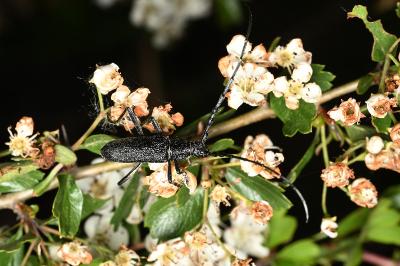 <i>Cerambyx scopolii</i>