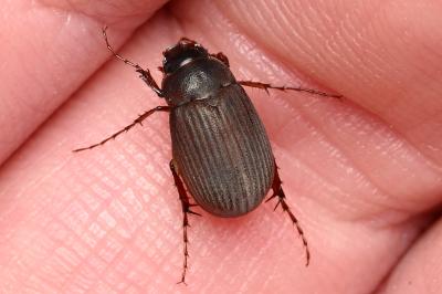 <i>Maladera holosericea</i>