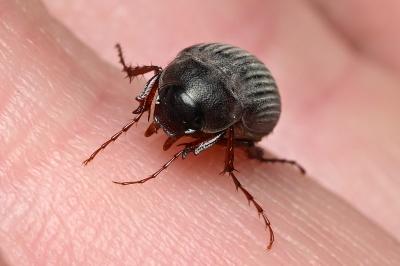 <i>Maladera holosericea</i>