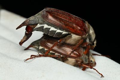 <i>Melolontha melolontha</i>