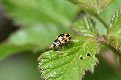 Propylea quatuordecimpunctata