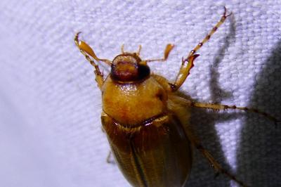 <i>Rhizotrogus</i>
