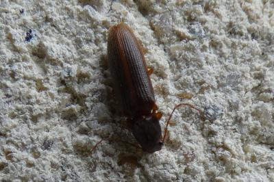 <i>Athous campyloides</i>