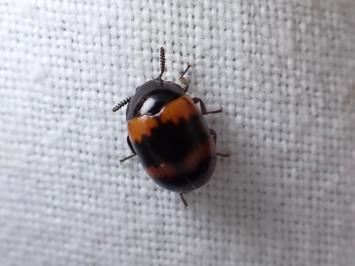 <i>Diaperis boleti</i>