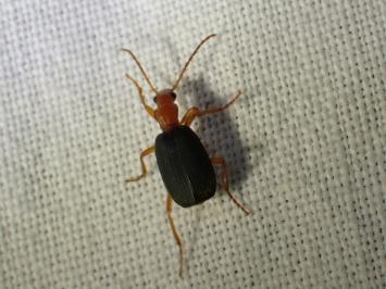 <i>Brachinus</i>