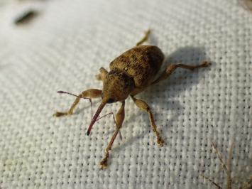 <i>Curculio</i>