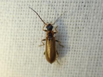 <i>Rhagonycha nigriventris</i>