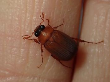 <i>Serica brunnea</i>