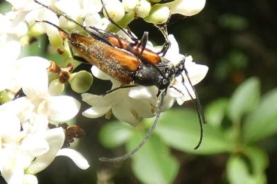 <i>Stenurella melanura</i>