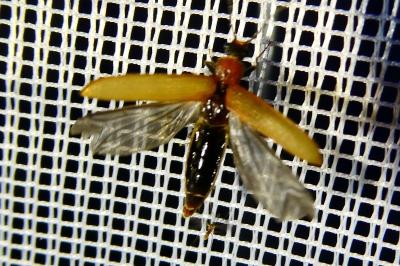 <i>Denticollis linearis</i>