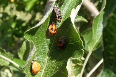 <i>Harmonia axyridis</i>