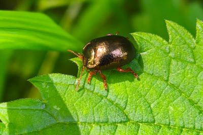<i>Chrysolina bankii</i>