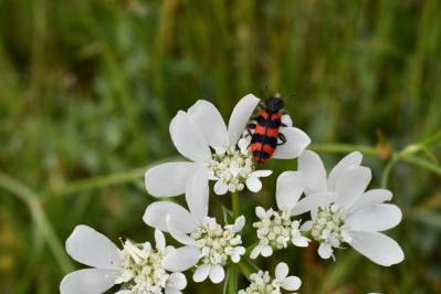 <i>Trichodes alvearius</i>