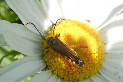 <i>Stenopterus rufus</i>