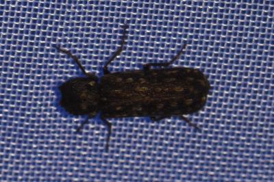 <i>Lichenophanes varius</i>