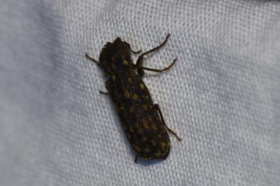 <i>Lichenophanes varius</i>