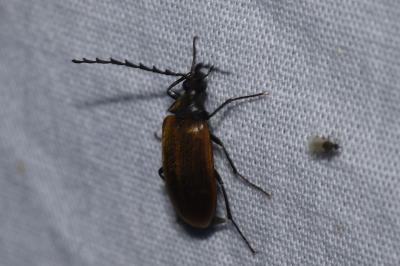 Pseudocistela ceramboides