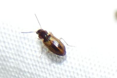 <i>Acupalpus</i>