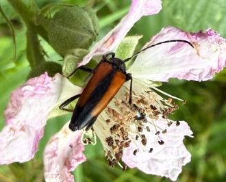 <i>Stenurella melanura</i>