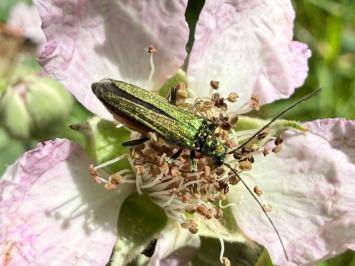 <i>Oedemera nobilis</i>