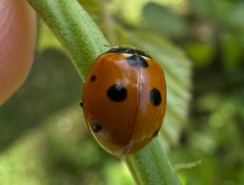 <i>Coccinella septempunctata</i>