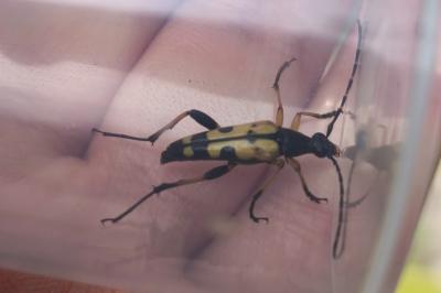 <i>Rutpela maculata</i>
