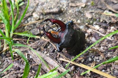 <i>Lucanus cervus</i>