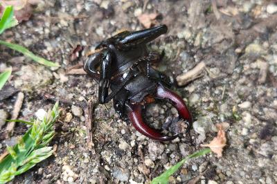 <i>Lucanus cervus</i>