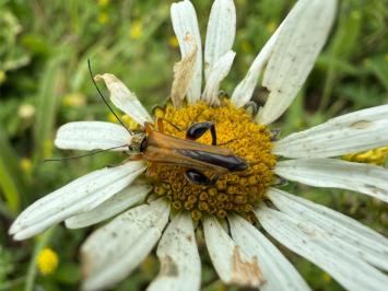 <i>Oedemera podagrariae</i>