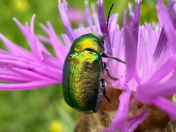 <i>Cryptocephalus</i>