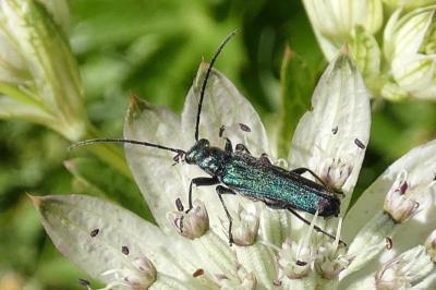 <i>Anogcodes seladonius</i>
