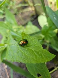 <i>Chrysolina fastuosa</i>