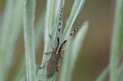 Agapanthia dahli
