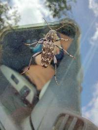 <i>Xylotrechus rusticus</i>