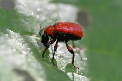 <i>Apoderus coryli</i>