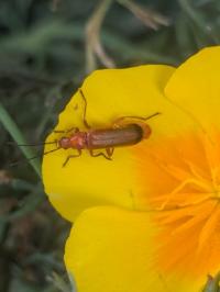 <i>Rhagonycha fulva</i>