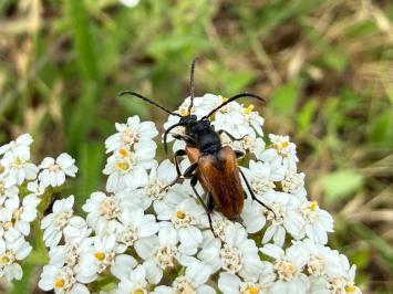 <i>Pseudovadonia livida</i>